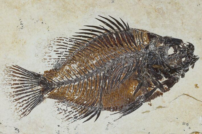 Beautiful, Fossil Fish (Cockerellites) - Green River Formation #117144
